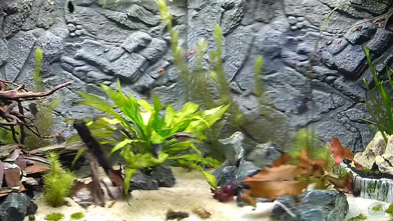 Aquarium Marco&#039;s Schieferbruch von AdrianSoS (3)