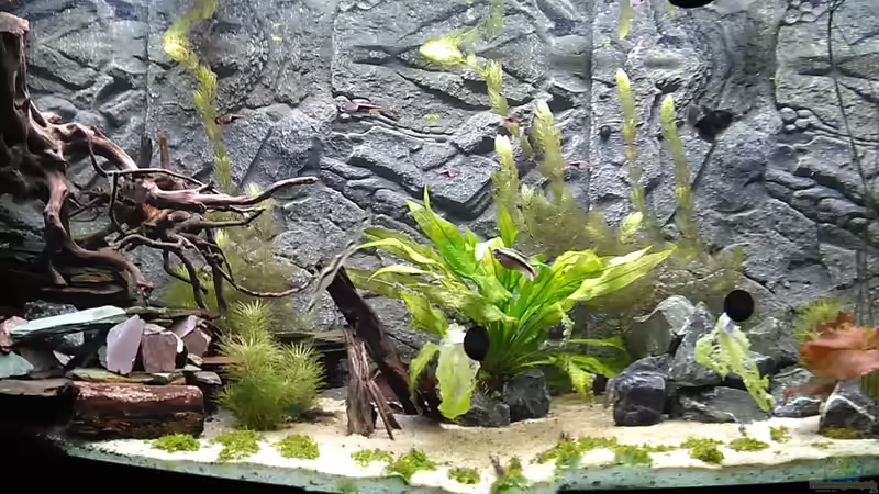 Aquarium Marco's Schieferbruch von AdrianSoS (4)