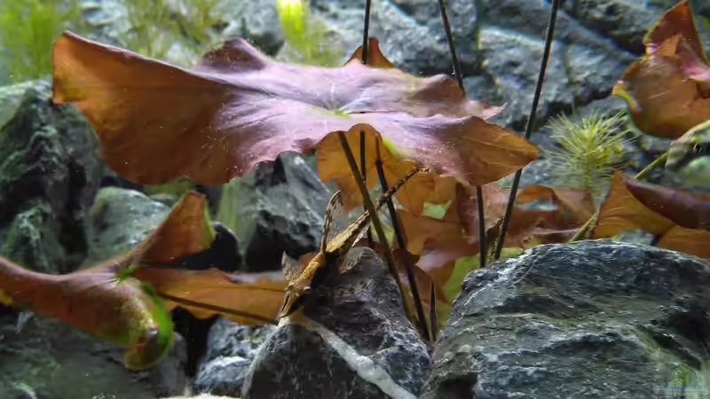 Aquarium Marco's Schieferbruch von AdrianSoS (5)