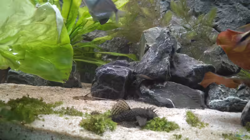 Aquarium Marco's Schieferbruch von AdrianSoS (6)