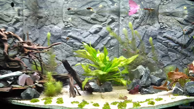 Aquarium Marco&#039;s Schieferbruch von AdrianSoS (8)