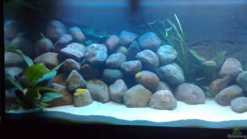 Aquarium Marc´s Mbuna-World von banditbart (4)