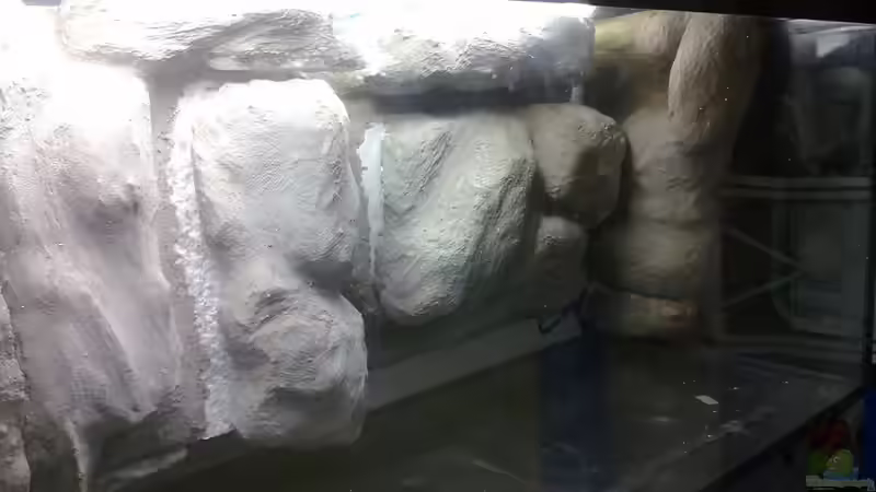 Aquarium Mario´s Malawi Welt von Mario M. (2)