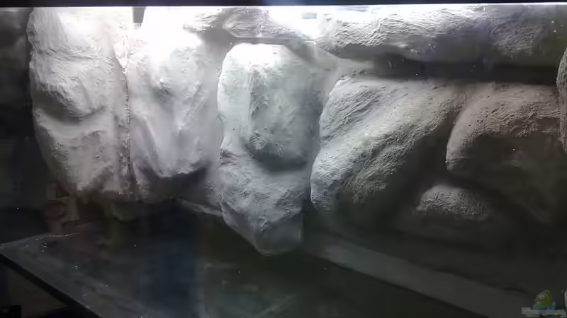 Aquarium Mario´s Malawi Welt von Mario M. (3)