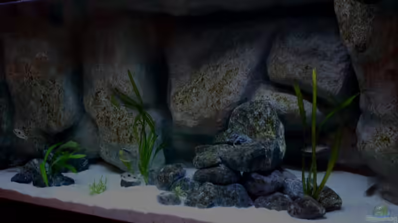 Aquarium Mario´s Malawi Welt von Mario M. (7)