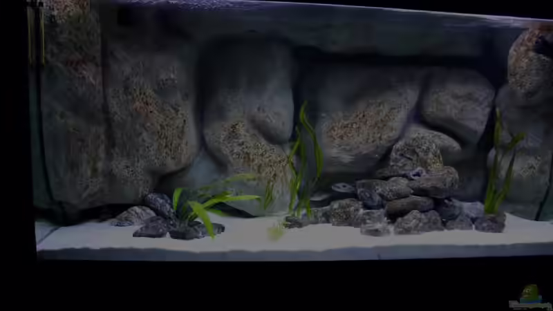 Aquarium Mario´s Malawi Welt von Mario M. (8)