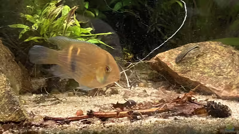 Aquarium Maroni-Dschungel von Mika (2)