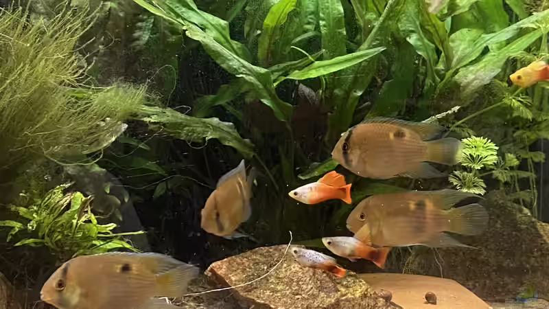 Aquarium Maroni-Dschungel von Mika (3)