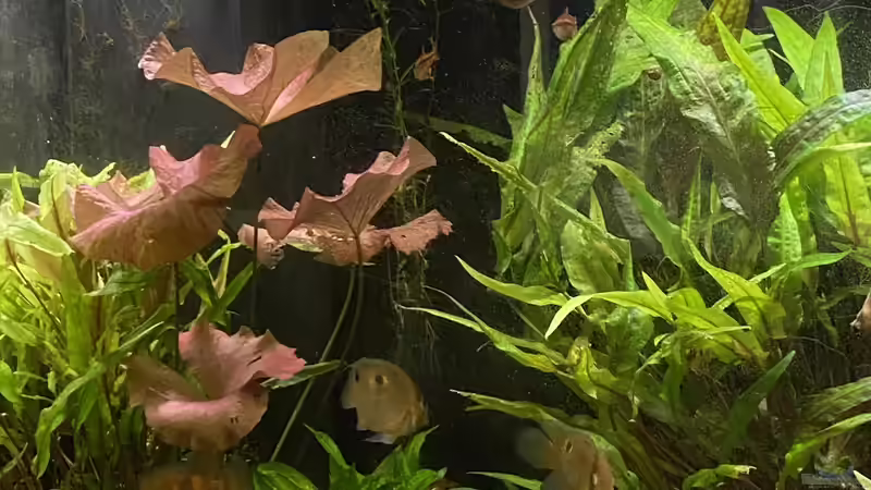 Aquarium Maroni-Dschungel von Mika (4)