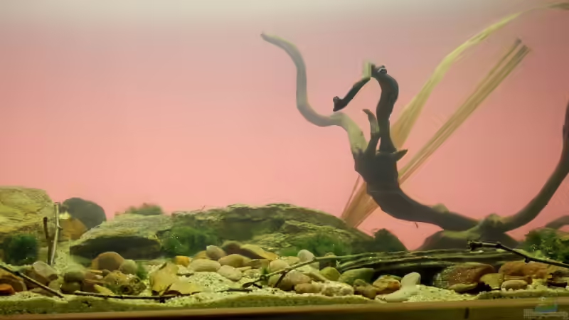 Aquarium Matano Lake von Falk (4)