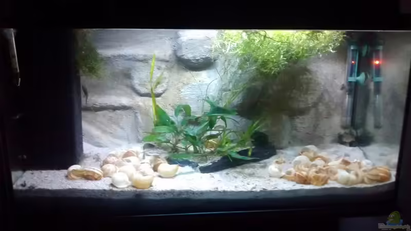 Aquarium Maulwurfbecken von Paul8 (2)