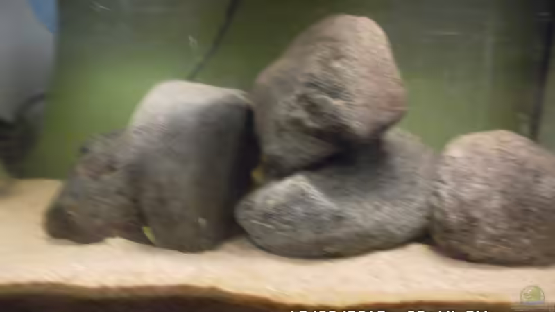 Aquarium Mbuna Baby Dream 2 von Cichlidenfan (4)