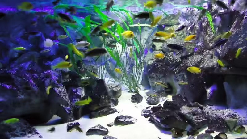 Aquarium Mbuna Bay of Darkness von Mbuna Mick (12)