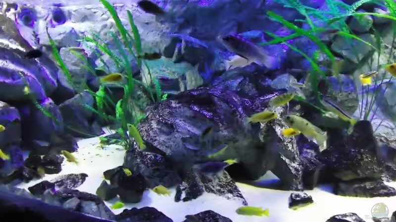 Aquarium Mbuna Bay of Darkness von Mbuna Mick (13)