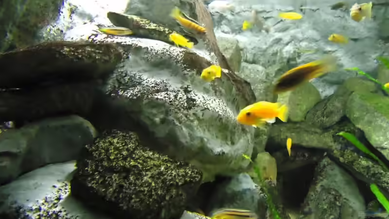 Aquarium Mbuna Bay of Darkness von Mbuna Mick (18)