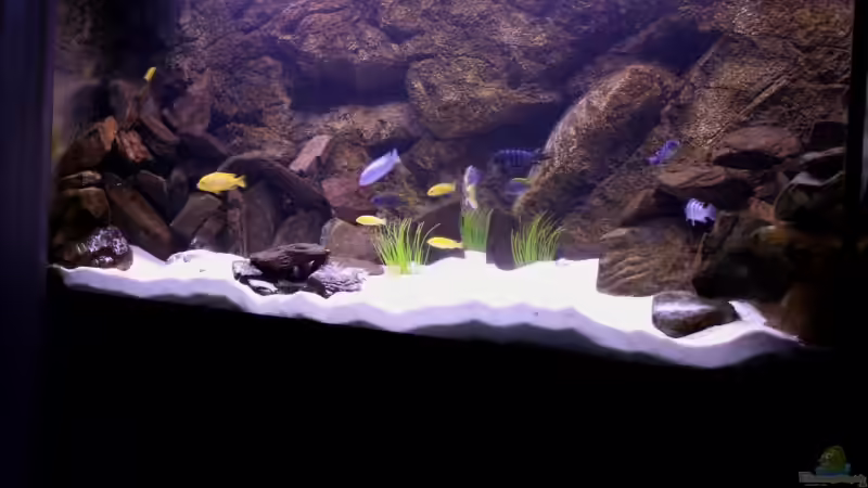Aquarium Mbuna-Bay (VERKAUFT) von Vidi (5)