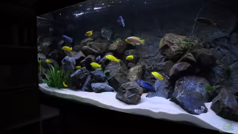 Aquarium Mbuna Bay von BastiB (5)