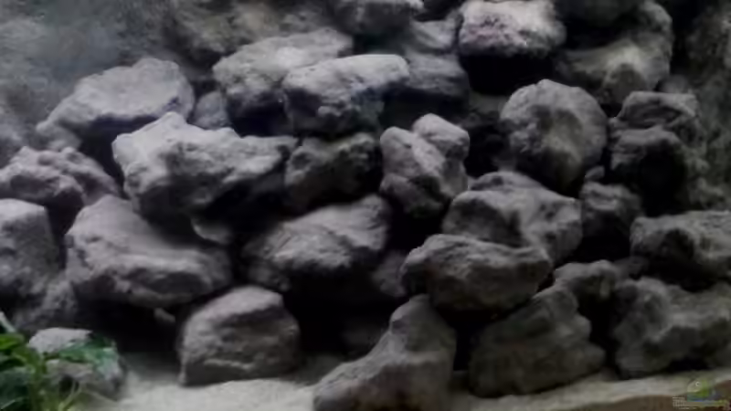 Aquarium Mbuna Becken - noch in Arbeit von Mister Fish (10)