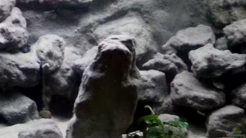 Aquarium Mbuna Becken - noch in Arbeit von Mister Fish (11)
