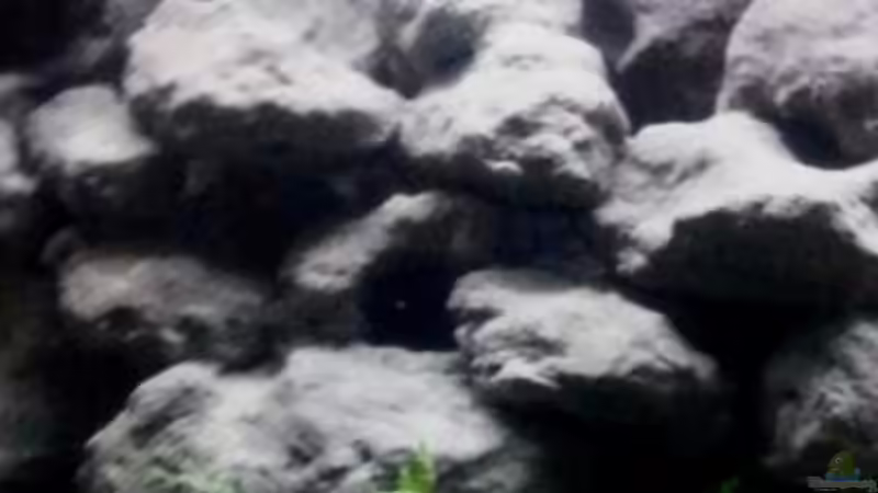 Aquarium Mbuna Becken - noch in Arbeit von Mister Fish (4)