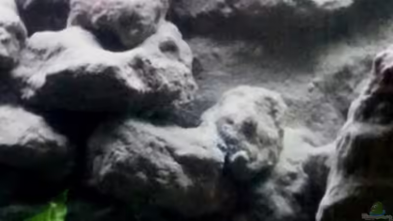 Aquarium Mbuna Becken - noch in Arbeit von Mister Fish (5)