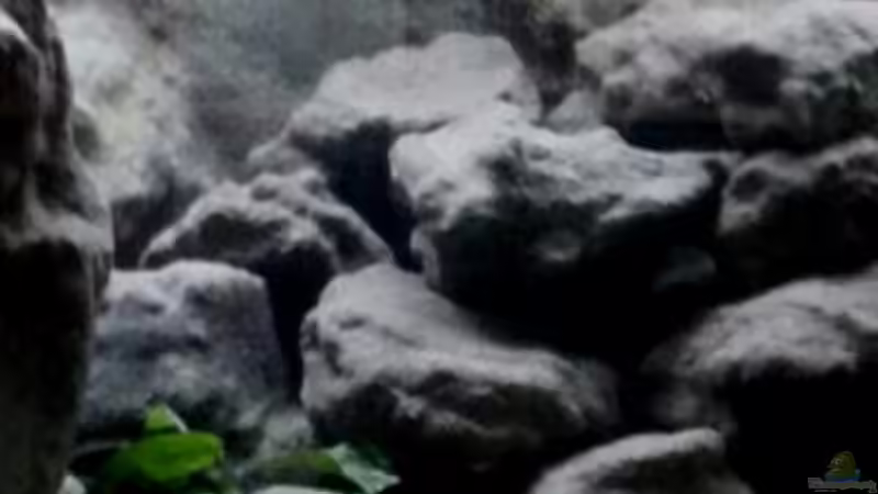 Aquarium Mbuna Becken - noch in Arbeit von Mister Fish (6)