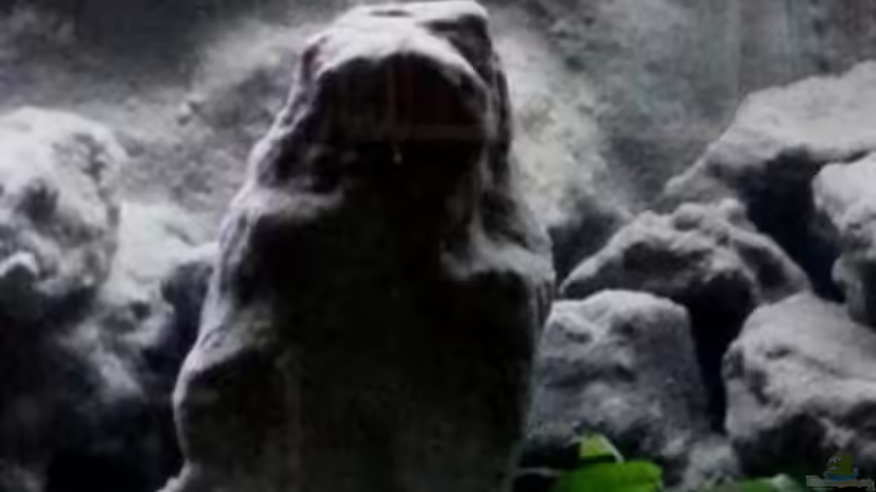 Aquarium Mbuna Becken - noch in Arbeit von Mister Fish (7)