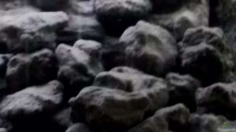 Aquarium Mbuna Becken - noch in Arbeit von Mister Fish (9)