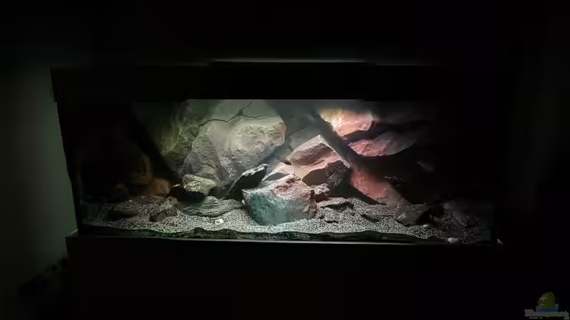 Aquarium Mbuna Becken (Einlaufphase) von Jan83 (3)