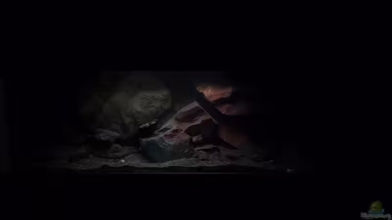 Aquarium Mbuna Becken (Einlaufphase) von Jan83 (5)