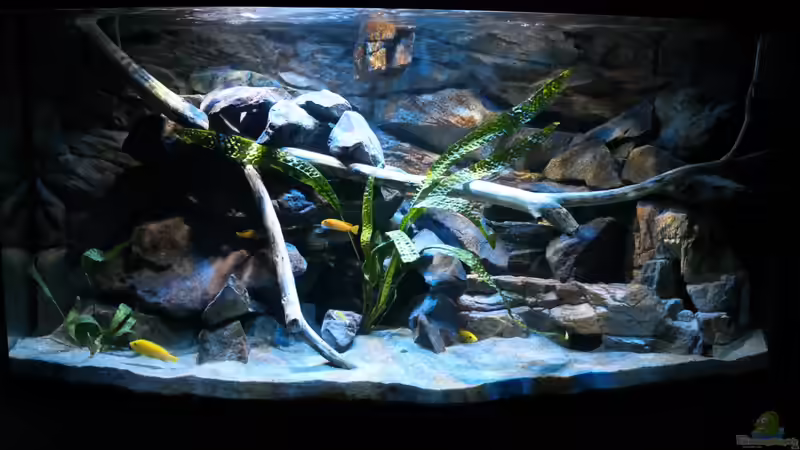 Aquarium Mbuna Becken (nur noch als Beispiel) von Sebastian O. (5)