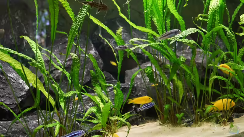 Aquarium Mbuna Garten von kojandt (2)