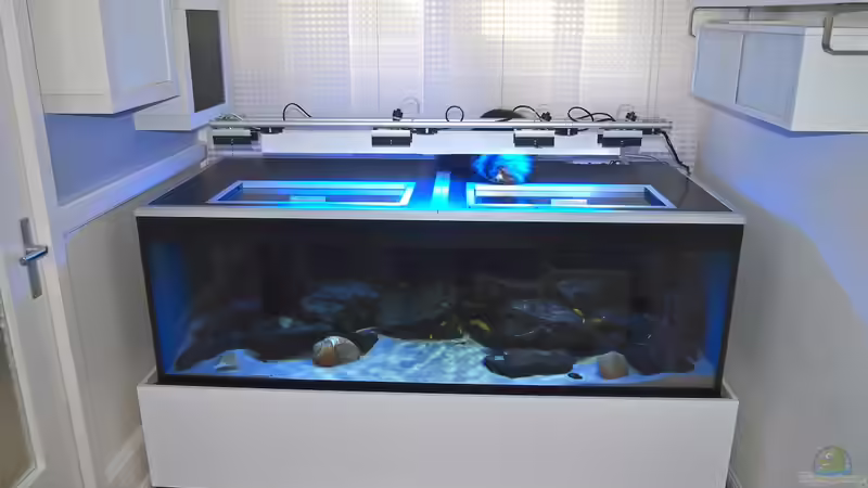 Aquarium Mbuna meets Basalt von Andriko (2)