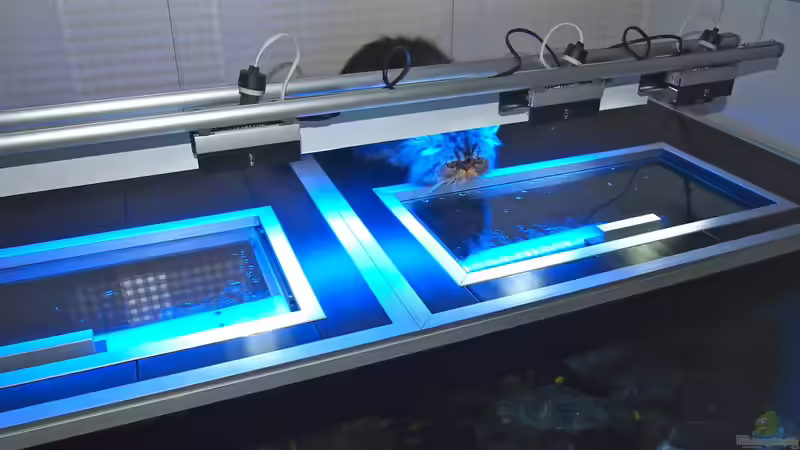 Aquarium Mbuna meets Basalt von Andriko (3)