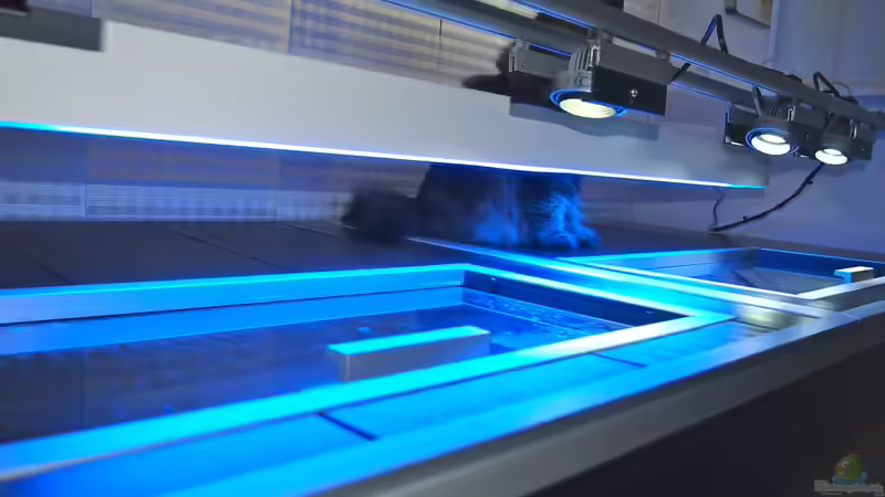 Aquarium Mbuna meets Basalt von Andriko (5)