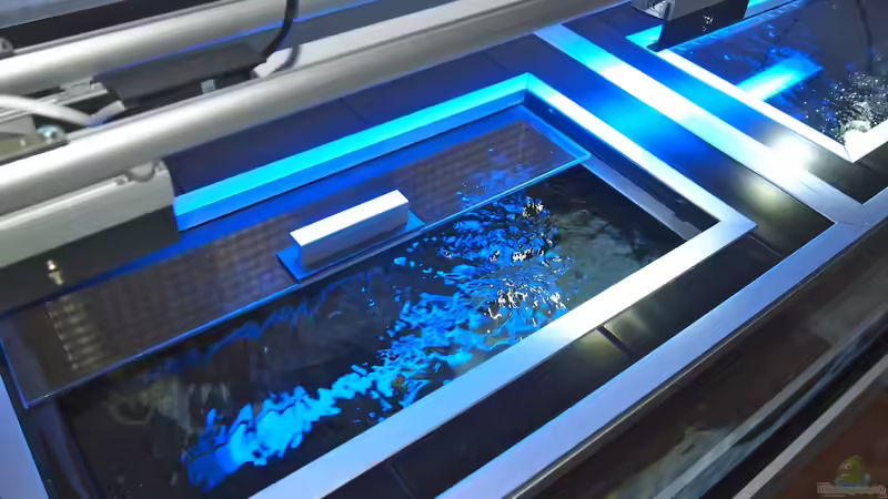 Aquarium Mbuna meets Basalt von Andriko (6)