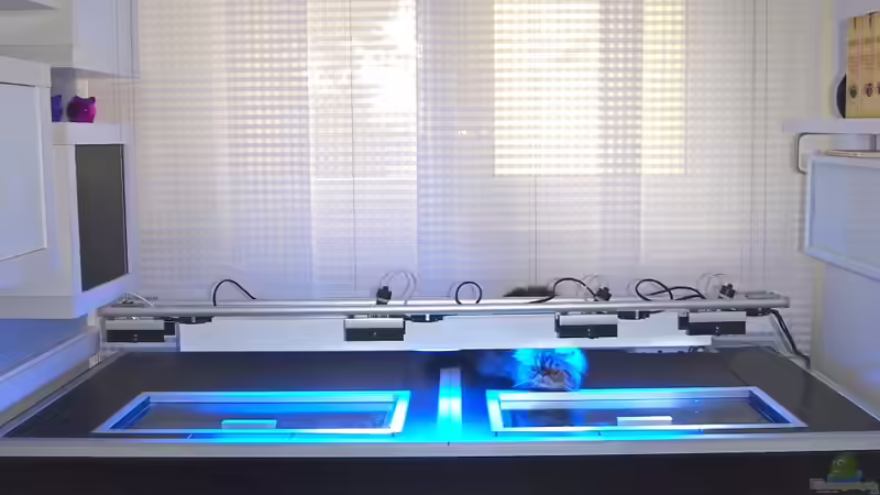 Aquarium Mbuna meets Basalt von Andriko (9)