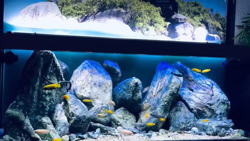 Aquarium Mbuna Mumbo Island by Lukas von LukW124 (4)