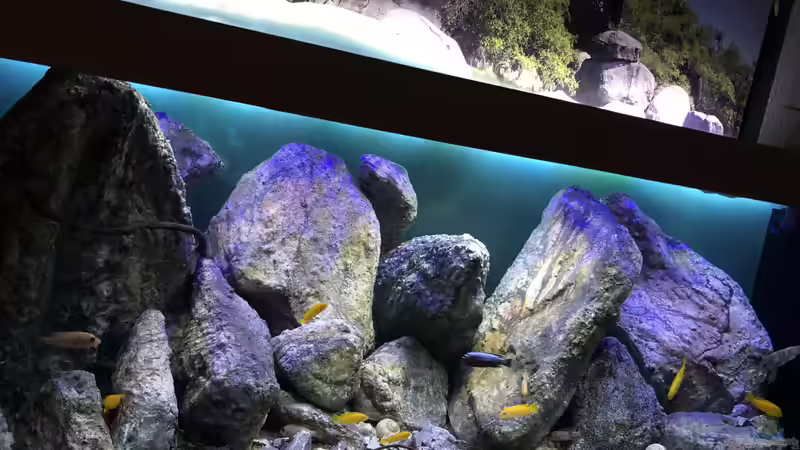 Aquarium Mbuna Mumbo Island by Lukas von LukW124 (5)