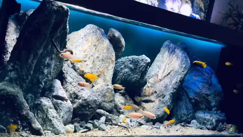 Aquarium Mbuna Mumbo Island by Lukas von LukW124 (6)