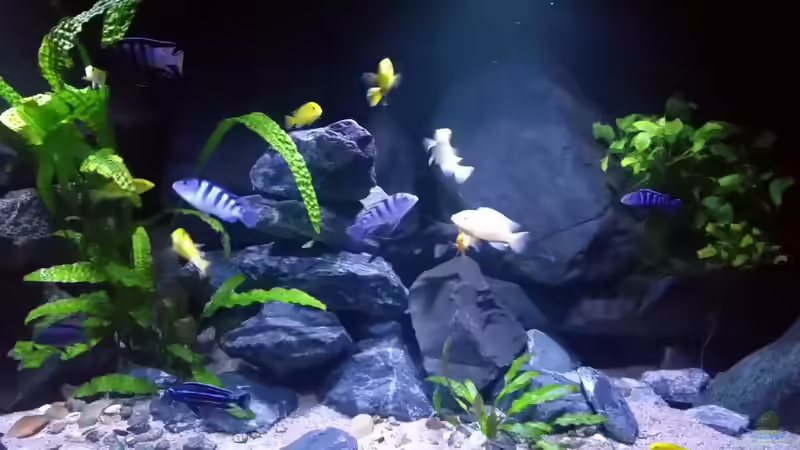 Aquarium Mbuna/Nonmbuna Echtstein Becken von Uncas (10)