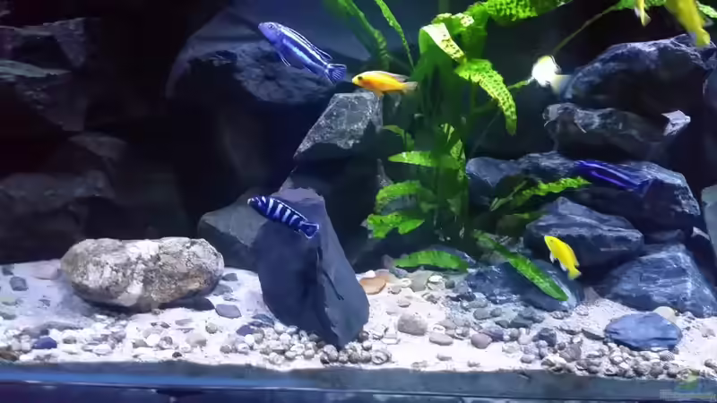 Aquarium Mbuna/Nonmbuna Echtstein Becken von Uncas (11)