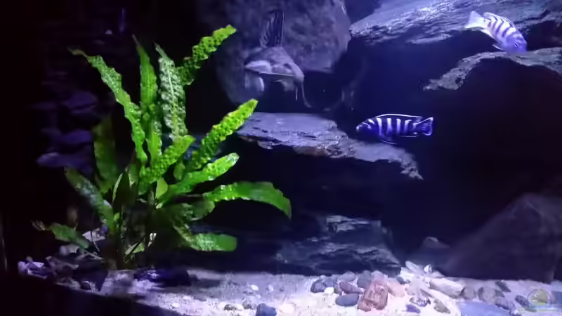Aquarium Mbuna/Nonmbuna Echtstein Becken von Uncas (12)