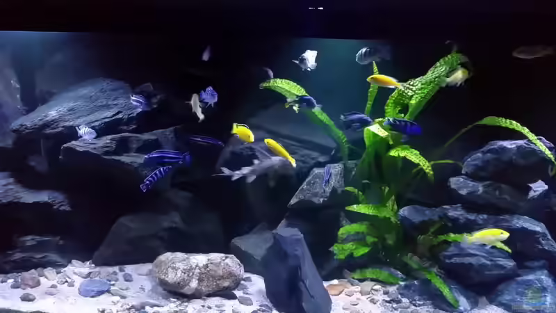 Aquarium Mbuna/Nonmbuna Echtstein Becken von Uncas (14)