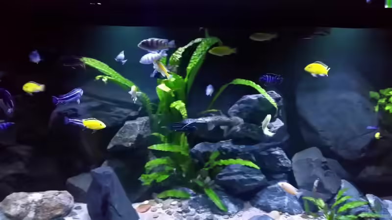 Aquarium Mbuna/Nonmbuna Echtstein Becken von Uncas (15)