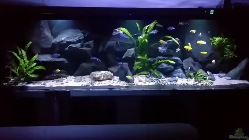 Aquarium Mbuna/Nonmbuna Echtstein Becken von Uncas (3)