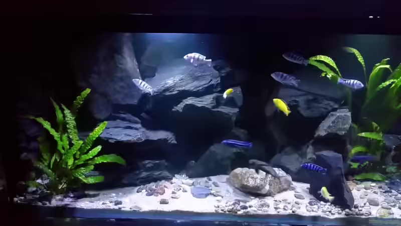 Aquarium Mbuna/Nonmbuna Echtstein Becken von Uncas (5)