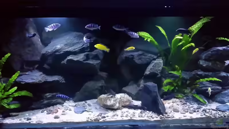 Aquarium Mbuna/Nonmbuna Echtstein Becken von Uncas (6)