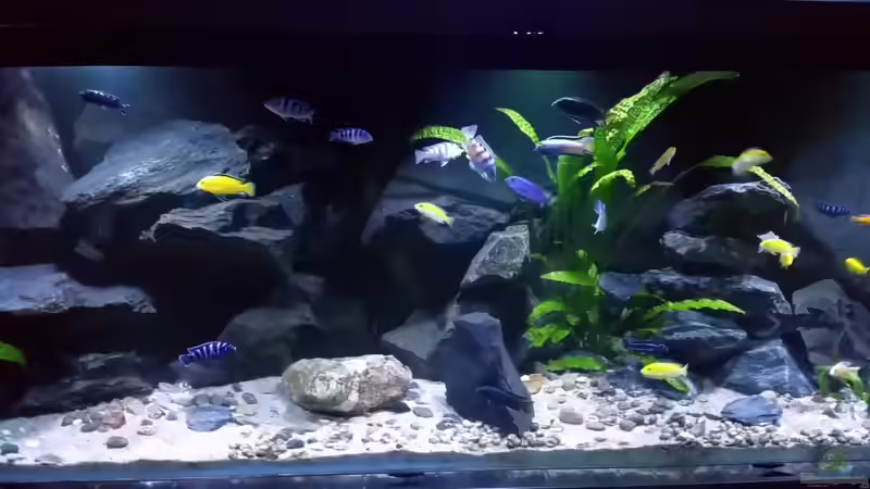 Aquarium Mbuna/Nonmbuna Echtstein Becken von Uncas (7)