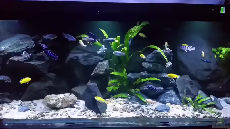 Aquarium Mbuna/Nonmbuna Echtstein Becken von Uncas (8)